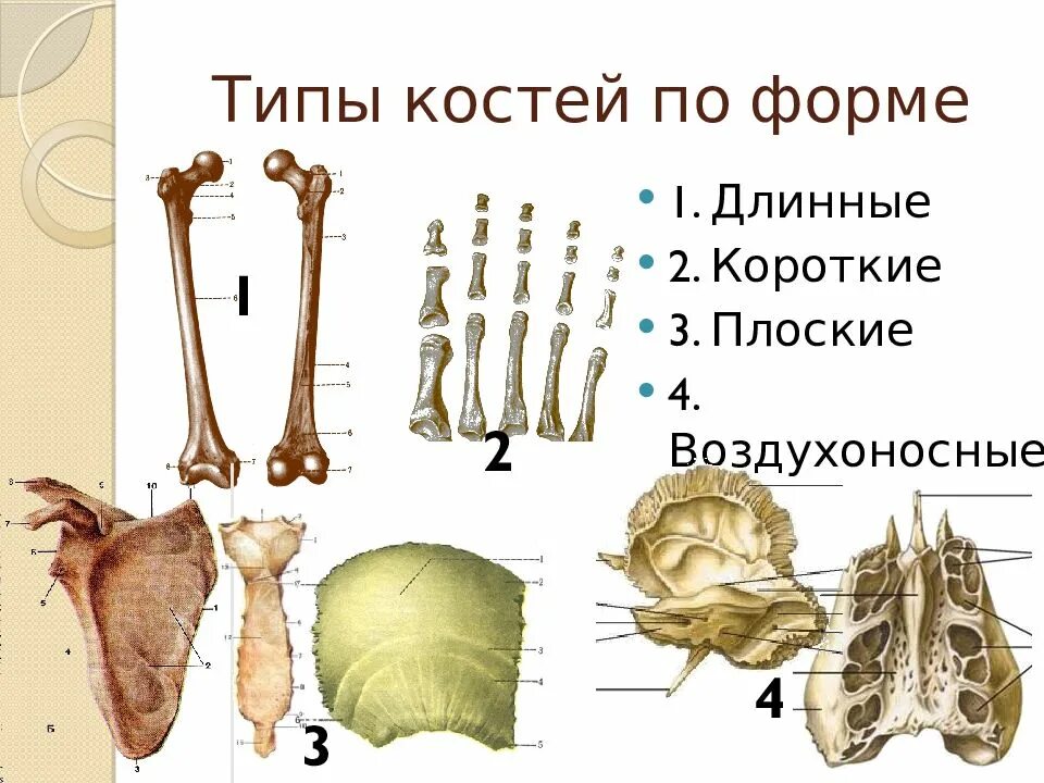 5 групп костей. Строение и форма костей. Виды костей. Типы строения костей. Типы костей по форме и строению.