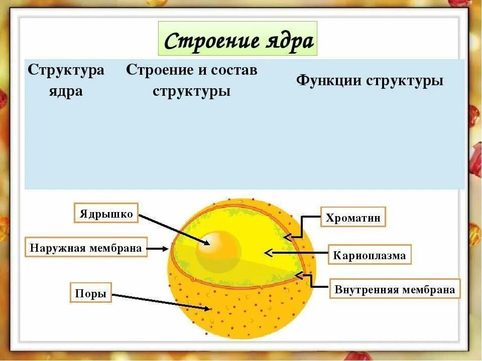 Строение клеточного ядра. Структурные компоненты ядра ядерная оболочка функция. Ядро клетки строение и функции. Схема строения клеточного ядра. Основной состав ядра