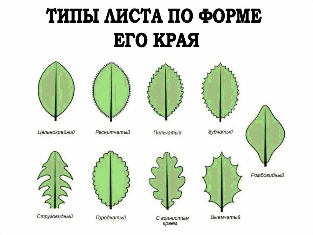 Больше трех листов. Типы жилкования листовой пластинки. Форма листовой пластинки осины. Форма листа, форма края листа, форма жилкования. Тип,жилкование,форма,,край листа.