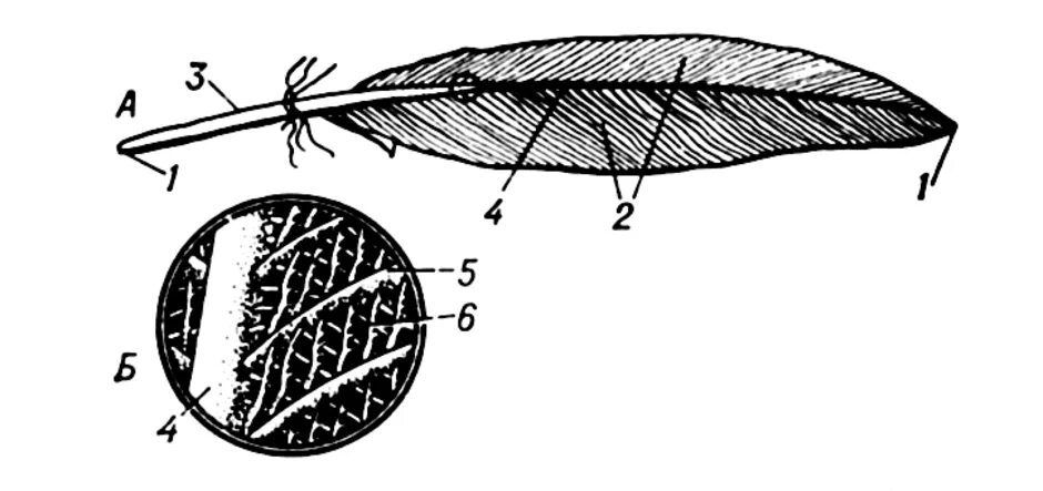 Строение опахала пера птицы. Строение опахала контурного пера. Схема строения опахала контурного пера. Строение опахало у птиц. Как называется нижняя часть стержня пера