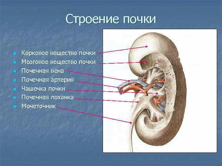 Функция почечной лоханки. Почечные чашки лоханка мочеточники. Строение почки почечные чашечки. Строение почки почечная лоханка. Выделительная система строение почки.