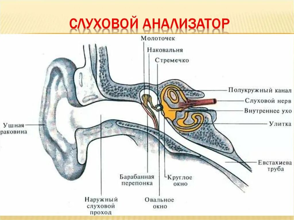 Из каких частей состоит слуховой анализатор