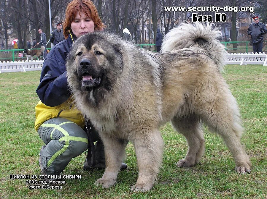 Клички кавказской