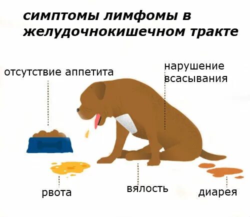 Лимфома у собак симптомы. Мультицентрическая лимфома у собак. симптомы лимфомы у собаки. лимфосаркома у собак симптомы.