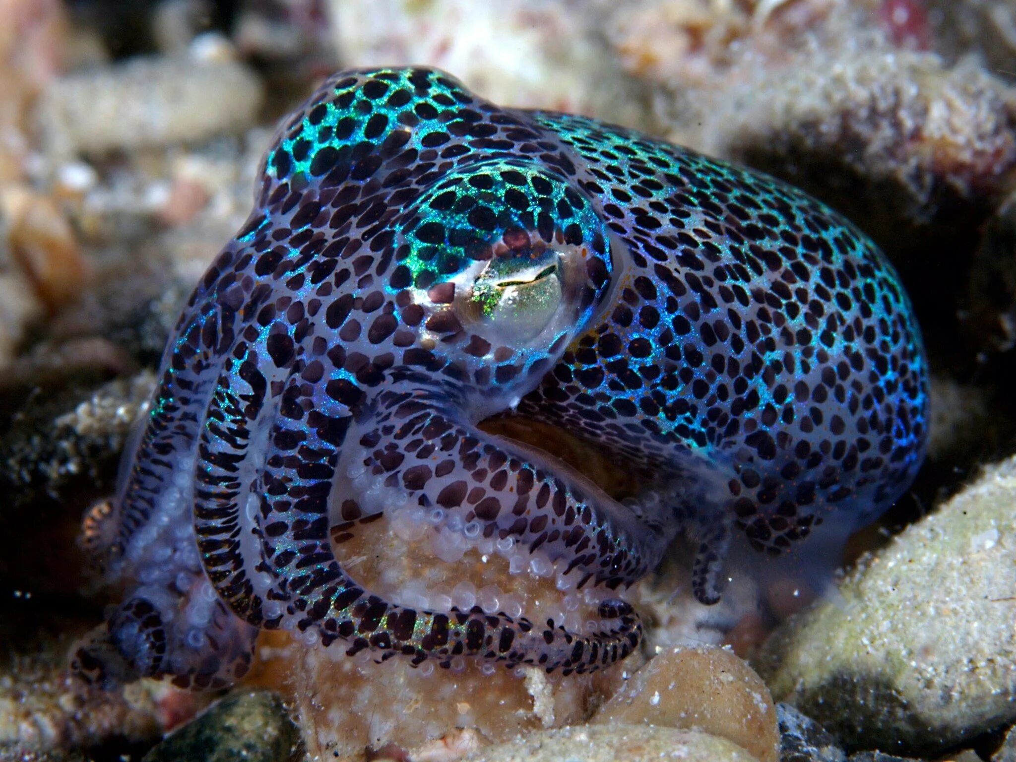 Euprymna berryi. Синекольчатый осьминог. Bobtail Squid. Карибский рифовый осьминог.