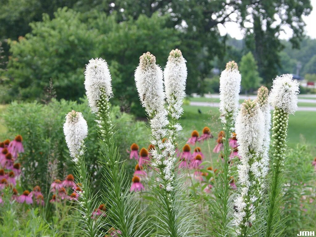 Лиатрис спиката посадка и уход в открытом. Лиатрис spicata alba. лиатрис белый.