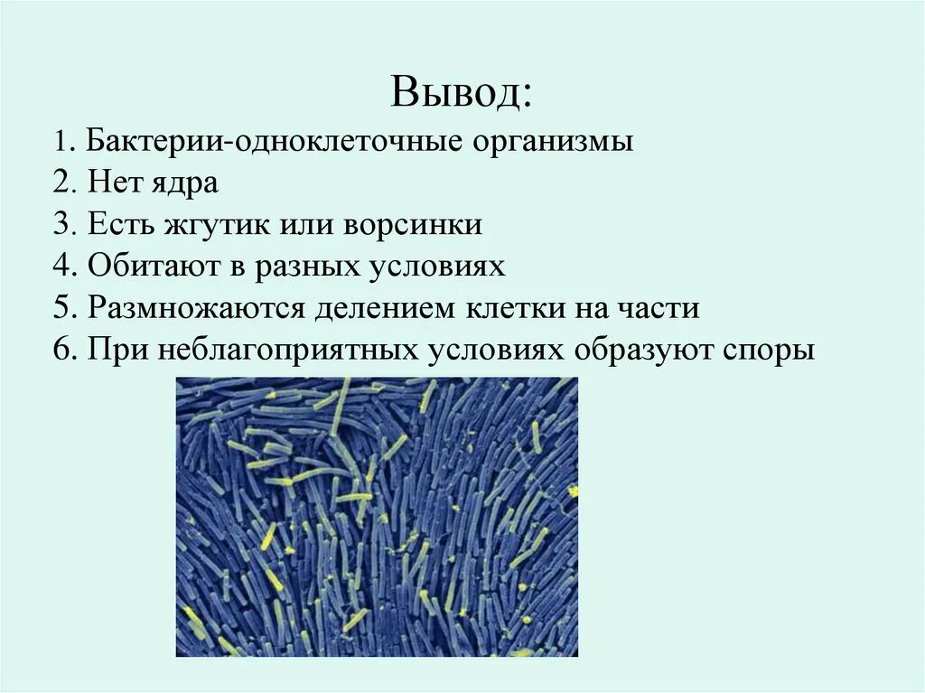 Вывод о разнообразии форм тела бактерий. Биология 5 класс микроорганизмы бактерии. Особенности процессов жизнедеятельности бактерий 5 класс. Презентация по биологии бактерии. Презентация на тему бактерии.