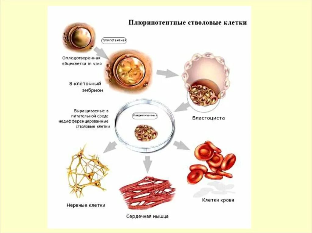 Сколько стволовых клеток. Мультипотентные стволовые клетки. Плюрипотентные стволовые клетки. Эмбриональные стволовые клетки. Плюрипотентные клетки это.