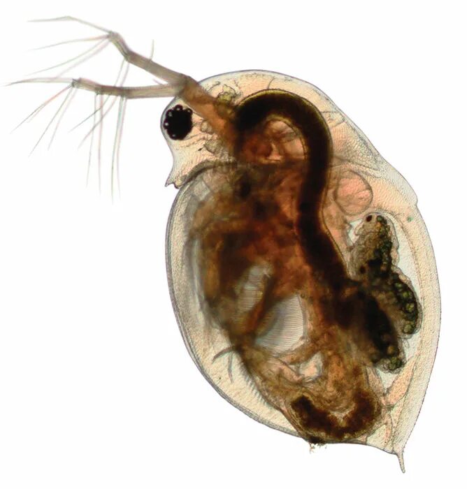 Зоопланктон дафния. Дафния обыкновенная. Дафния Пулекс Daphnia pulex. Дафния Зоология. Личинка стрекозы дафния