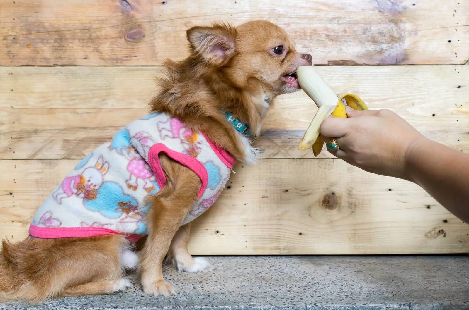 Кормление собак. Чихуахуа и банан. Собака чихуахуа. Питание чихуахуа. Можно ли собаку чихуахуа