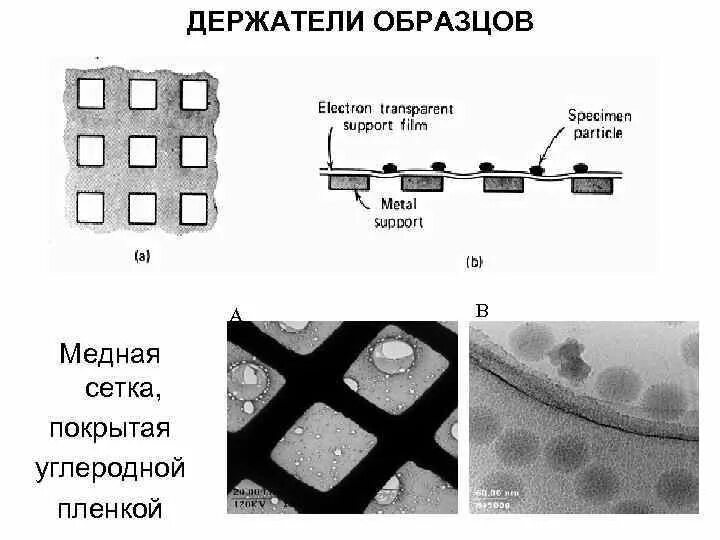 Изобретение электронного микроскопа открытие рибосом