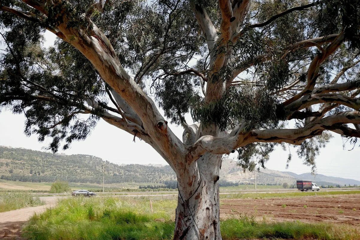 растения австралии эвкалипт. королевский эвкалипт. растения австралии эвкалипт. эвкалипт шаровидный globulus. австралийский эвкалипт.