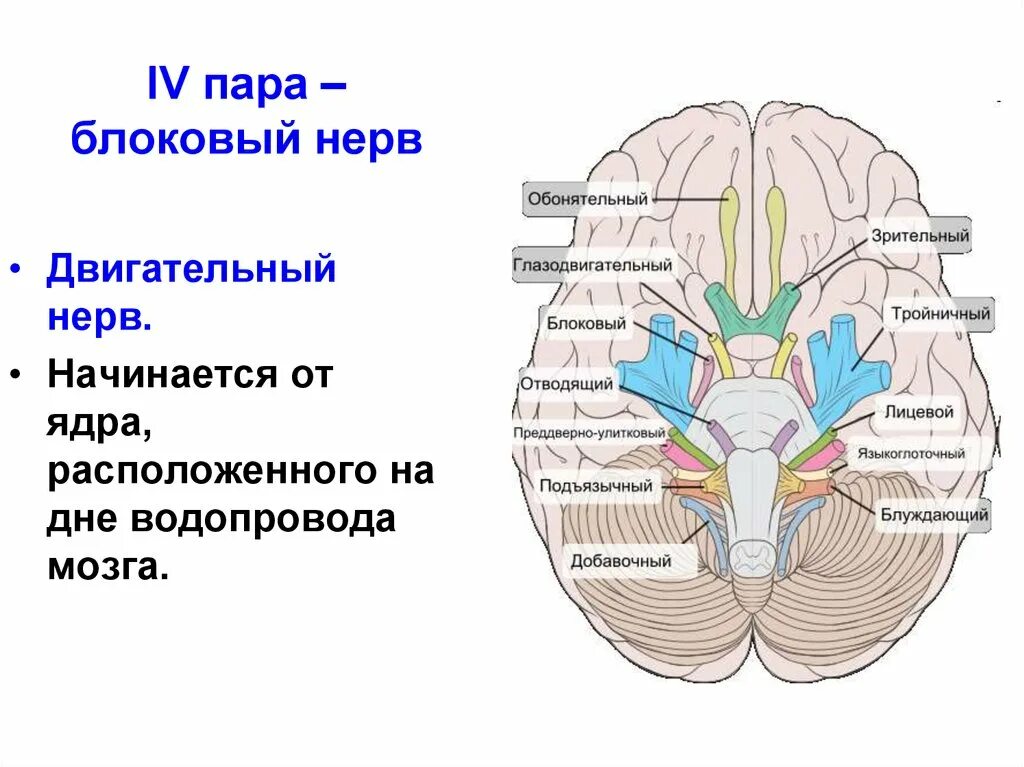 Ядра нервов в головном мозге. Расположение ядер отводящего нерва. Черепно мозговые нервы отводящий нерв. Блоковый нерв (IV пара черепных нервов). Ядро отводящего нерва располагается.