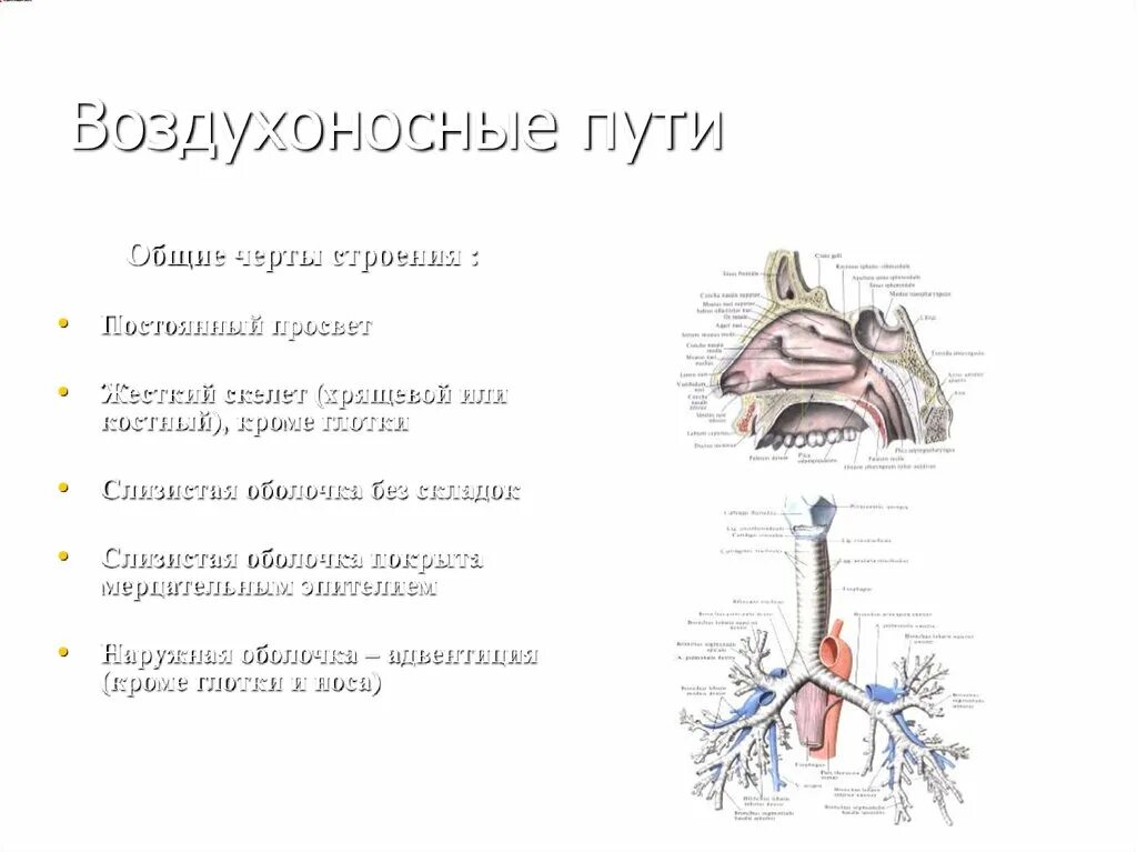 Воздухоносную функцию выполняет. Структура и функции воздухоносных путей. Строение воздухоносных путей человека. Элементы воздухоносных путей у детей. Анатомическая характеристика воздухоносных путей.