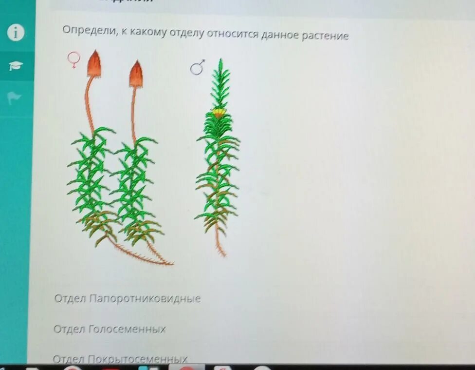 Кукушкин лен относится к цветковым растениям. К какому отделу относится данное растение. Отделы растений Покрытосеменные мохообразные. К какому отделу относят растения. К какому отделу относится.