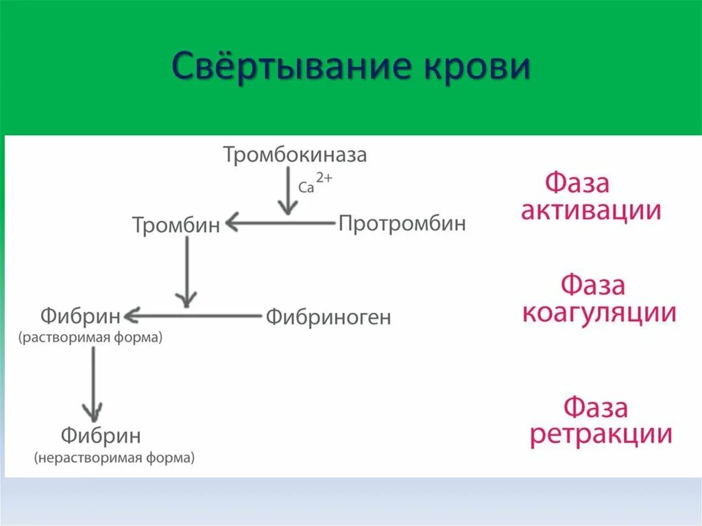 Образование фибринового тромба. Фазы свертывания крови схема свертывания крови. Этапы свертывания крови схема. Этапы свертываемости крови схема. Схема свертывания крови образование сгустка.