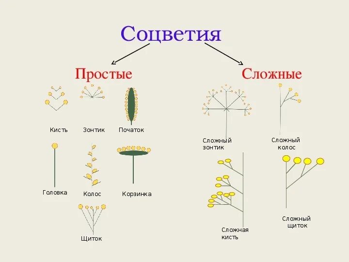 Зонтик початок. Как выглядит соцветие кисть. Схема соцветий с примерами. Как выглядит Тип соцветия. Строение сложного соцветия.