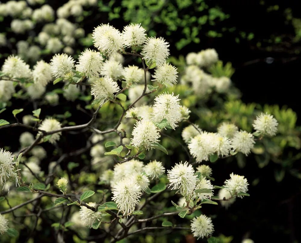 Lets plant. Фотергилла Гардена. Фотергилла большая - Fothergilla Major. Фотергилла Blue Shadow. Фотергилла Горная.