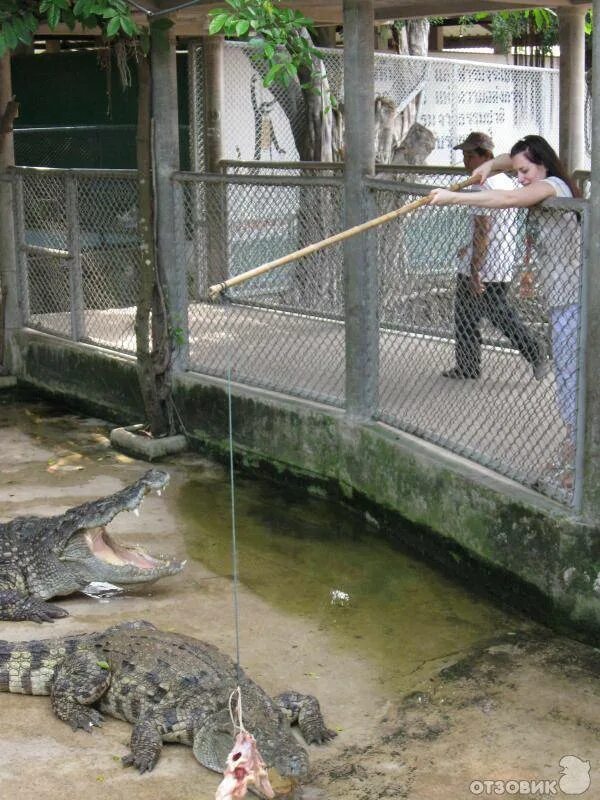 Крокодиловая ферма в тайланде паттайя. Крокодиловая ферма тайланд. Крокодилы в тайланде. Крокодилы в тайланде. Остров рамри крокодилы.