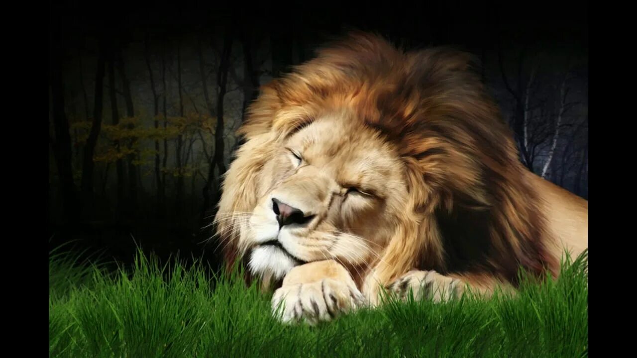 Фф sleeping lions автор litmasily