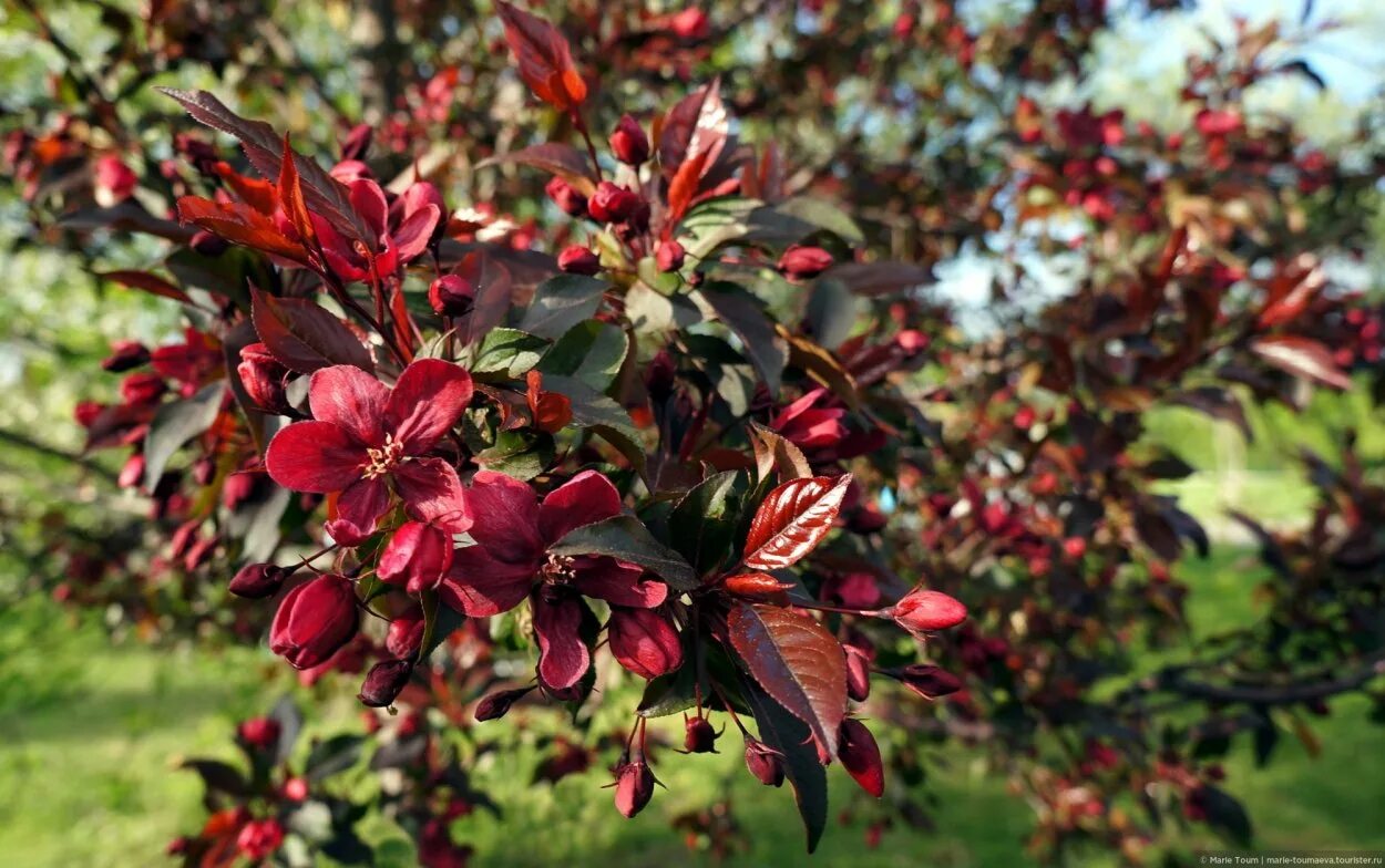 Яблоня Malus Royalty. Яблоня Недзвецкого роялти. Яблоня "роялти" - Malus "Royalty". Яблоня декоративная роялти и Недзвецкого.