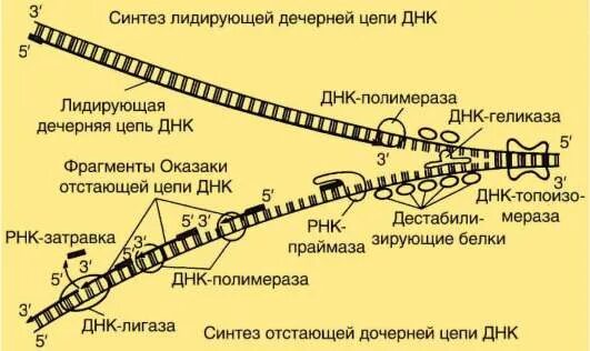репликация днк оказаки. репликация днк отстающая цепь. репликация днк отстающая цепь. репликация днк отстающая цепь. репликация днк отстающая цепь.