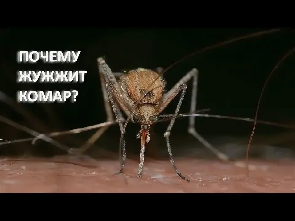 Комар пищит. Комар пищит. Почему жужжит шмель. Муха комар. Жужжащий звук комара.