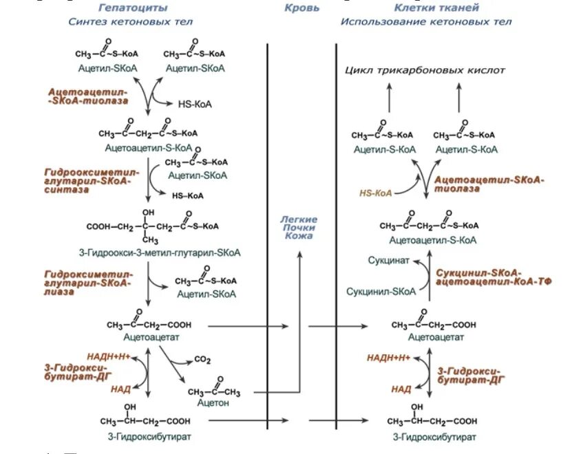 Кетоновый тел биохимия Синтез кетоновых. Реакция синтеза кетоновых тел в печени. Метаболиты синтеза кетоновых тел. Реакция образования ацетона из ацетоацетата. Превращение ацетил коа