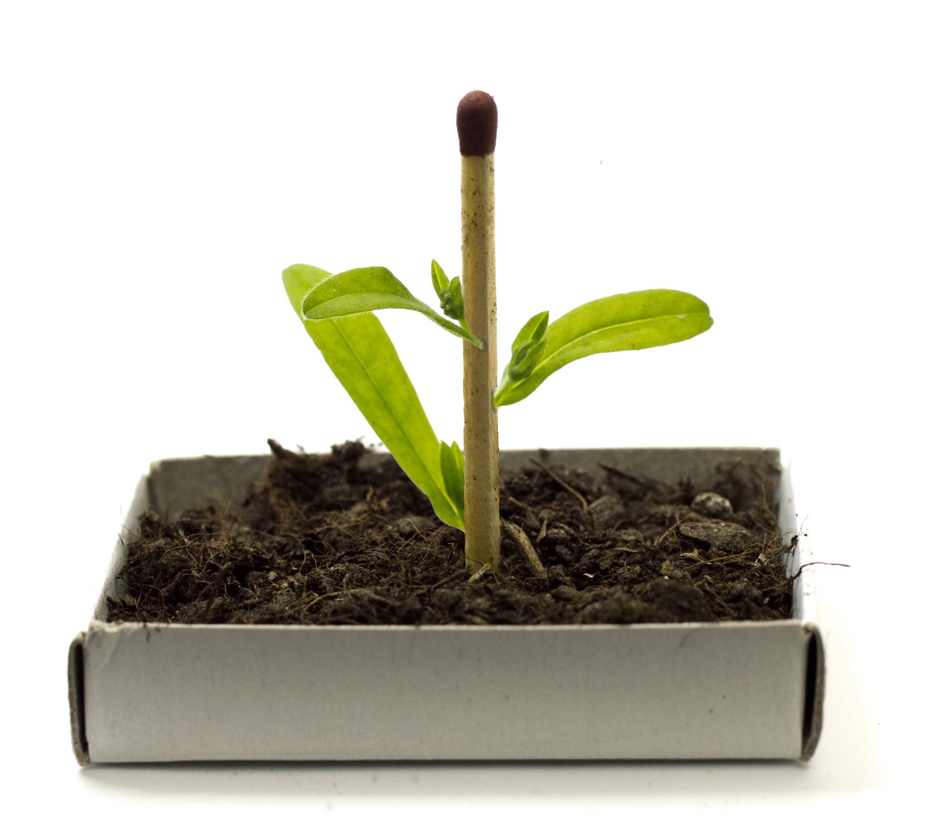 Growing science. Исследование растений. Цветок вырос из горшка. Ручка вырастить цветок. Растет цветок быстро фото.