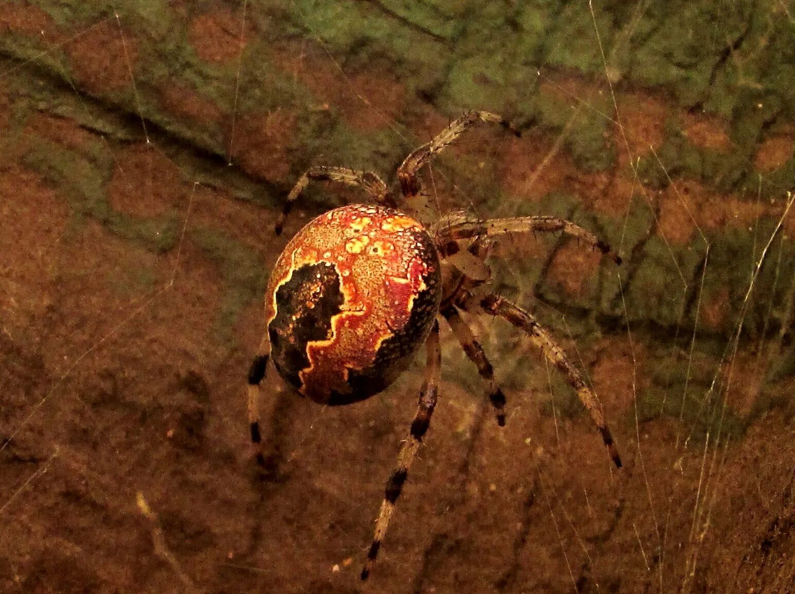Паук крестовик araneus marmoreus. Крестовик роговой. Паук крестовик araneus marmoreus. Araneus marmoreus. Крестовик зябкий.