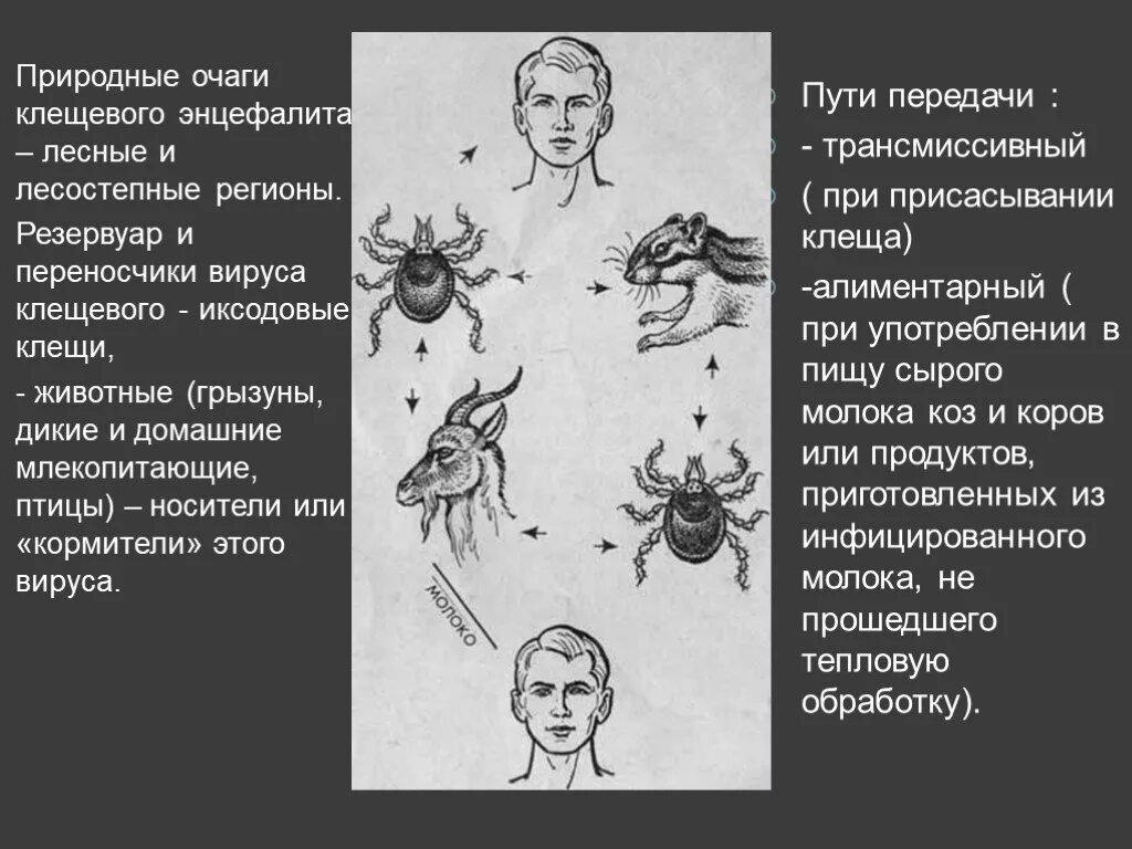 Путь передачи клещевого энцефалита Трансмиссивный. Природно-очаговые болезни клещевой энцефалит. Клещевой энцефалит схема природного очага. Клещевой энцефалит Таежный клещ. Трансмиссивные природные заболевания