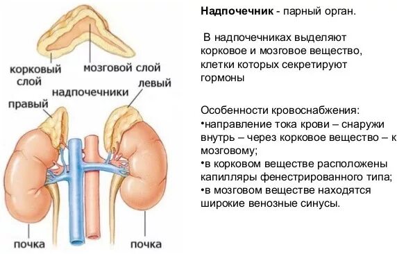 Что выделяют надпочечники. Почки и надпочечники строение. Строение почек и надпочечников человека. Надпочечники (парные эндокринные железы). Функции почек и надпочечников в организме.