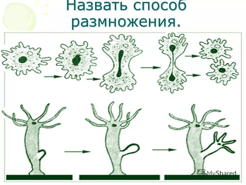 Способы бесполого размножения. Назовите способы размножения. Размножение картинки. Размножение это процесс.