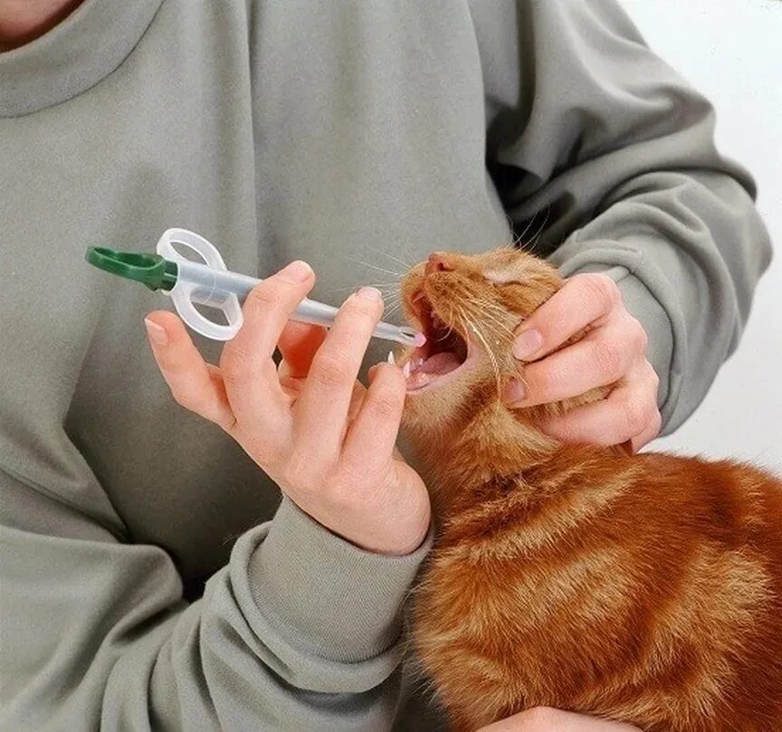 Сколько поить кота. Таблеткодаватель для кошек.. Шприц для таблетки коту.