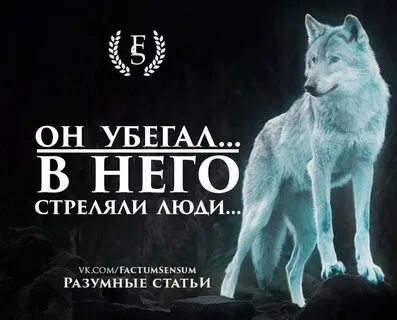 Избранная волком читать