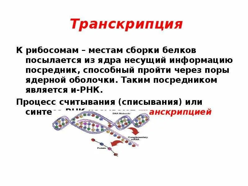 Участки несущие информацию о структуре белка