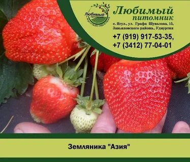 Садовый ижевск каталог
