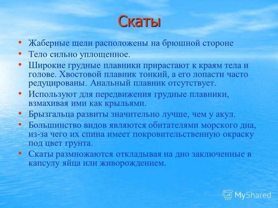 Скат в жизни человека. Значение акул в природе. Акулы индийского океана. Описание акулы. Морские обитатели акулы.