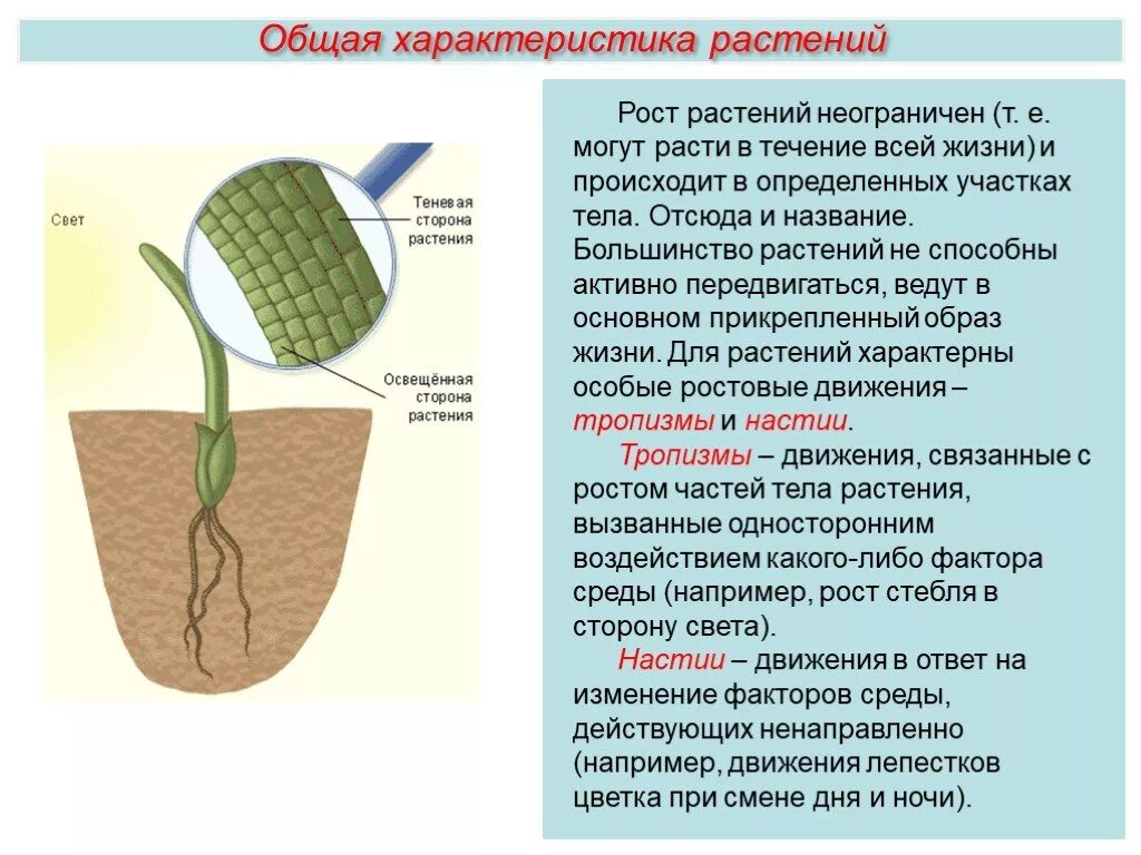 Неограниченный рост растений. Регуляция процессов жизнедеятельности растений. Регуляция у растений 6 класс биология. Регуляция процессов в растительной клетке. Признаки описывающие рост растения