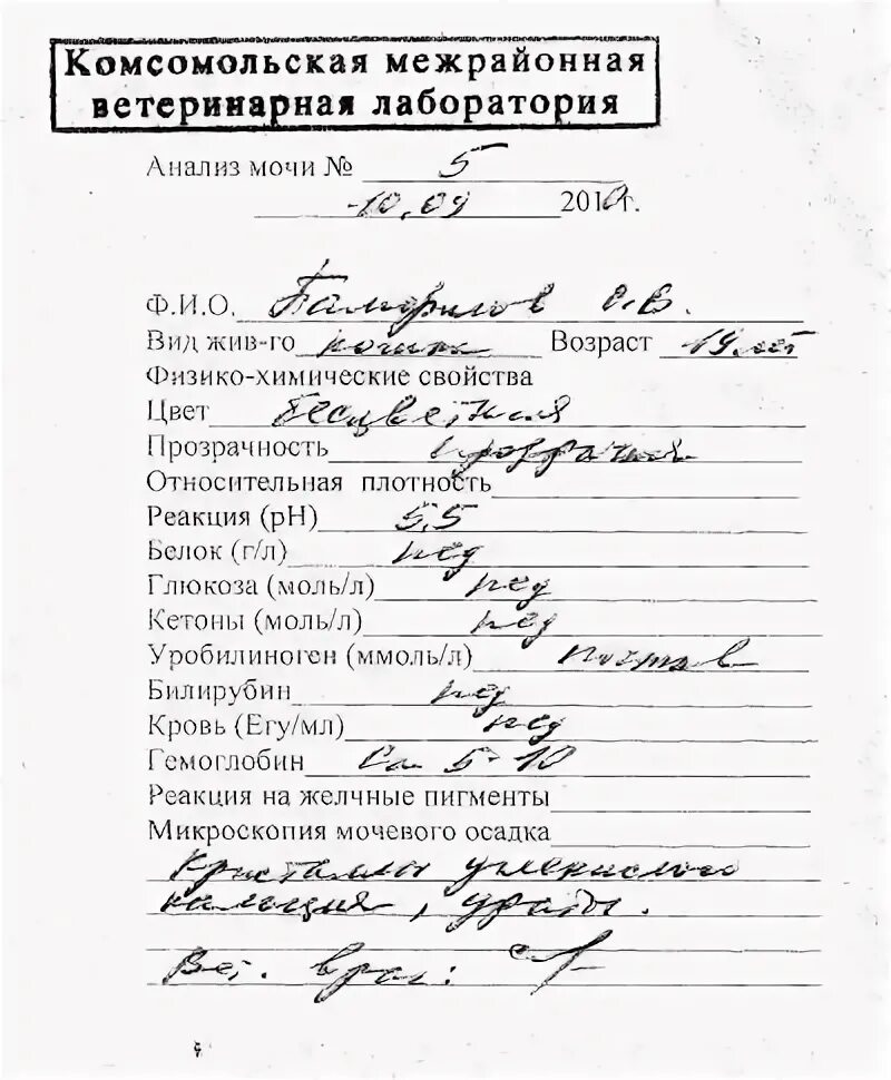 Анализ мочи при гломерулонефрите. Анализ мочи по нечипоренко гломерулонефрит. гломерулонефрит анализ по нечипоренко. анализ мочи по нечипоренко при пиелонефрите показатели. анализ мочи по нечипоренко при гломерулонефрите у детей.