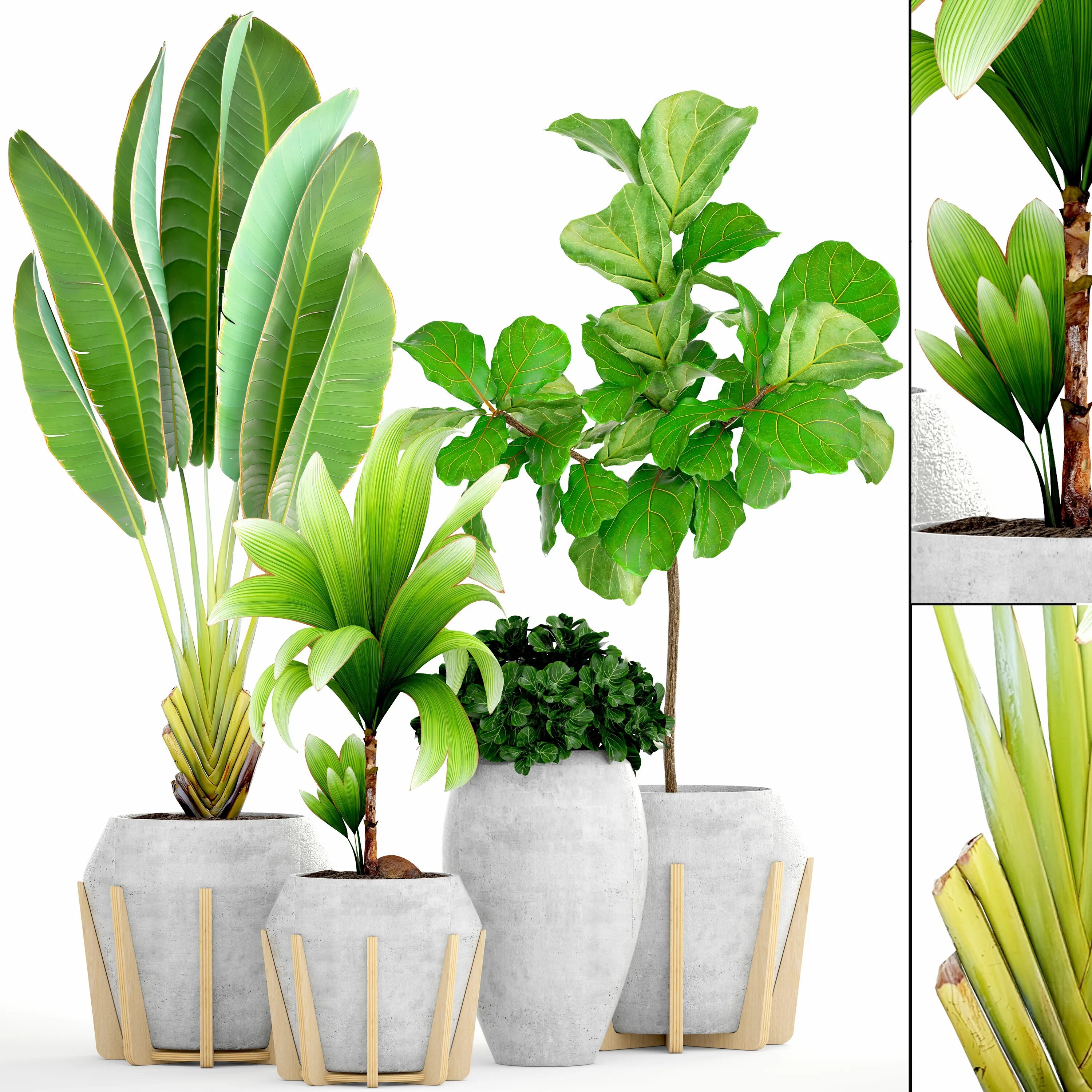 Plant 3 forms. Плант 3д. Растения 3д. Фикус Пальма. Модель растения.