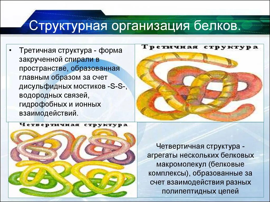 В организации белковых. Третичная структура белка дисульфидные связи. Структурная организация белков. Белки третичная структура. Третичная структура белков.