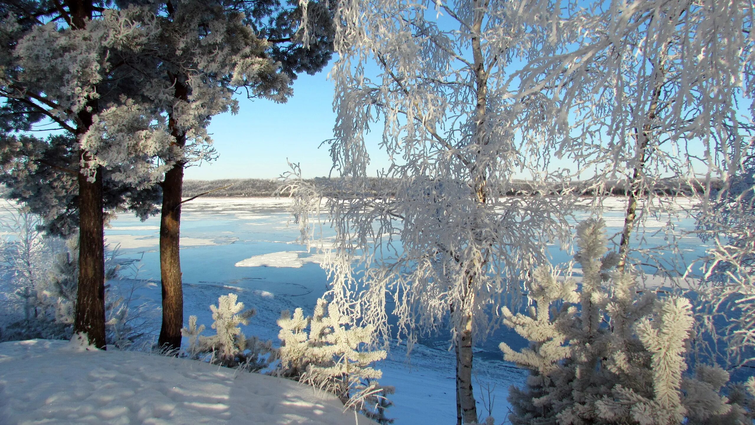 Зимняя природа. Зимняя природа. Зимняя природа. Зимние ни. Зимние ни.