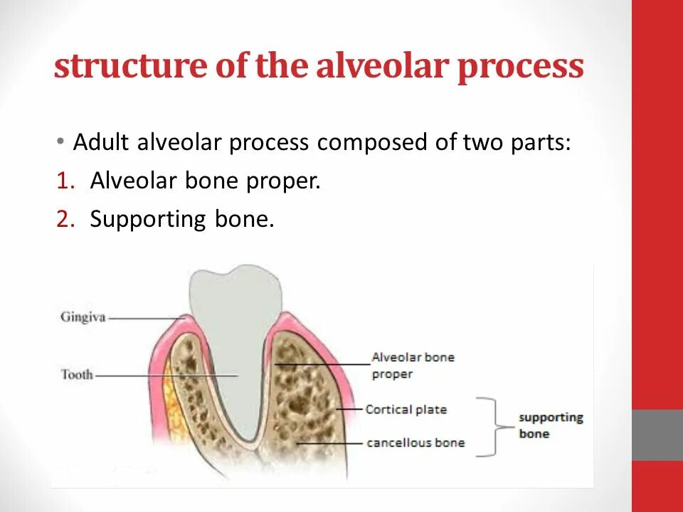 Supporting structure. Alveolar bone structure. alveolar bone parts.