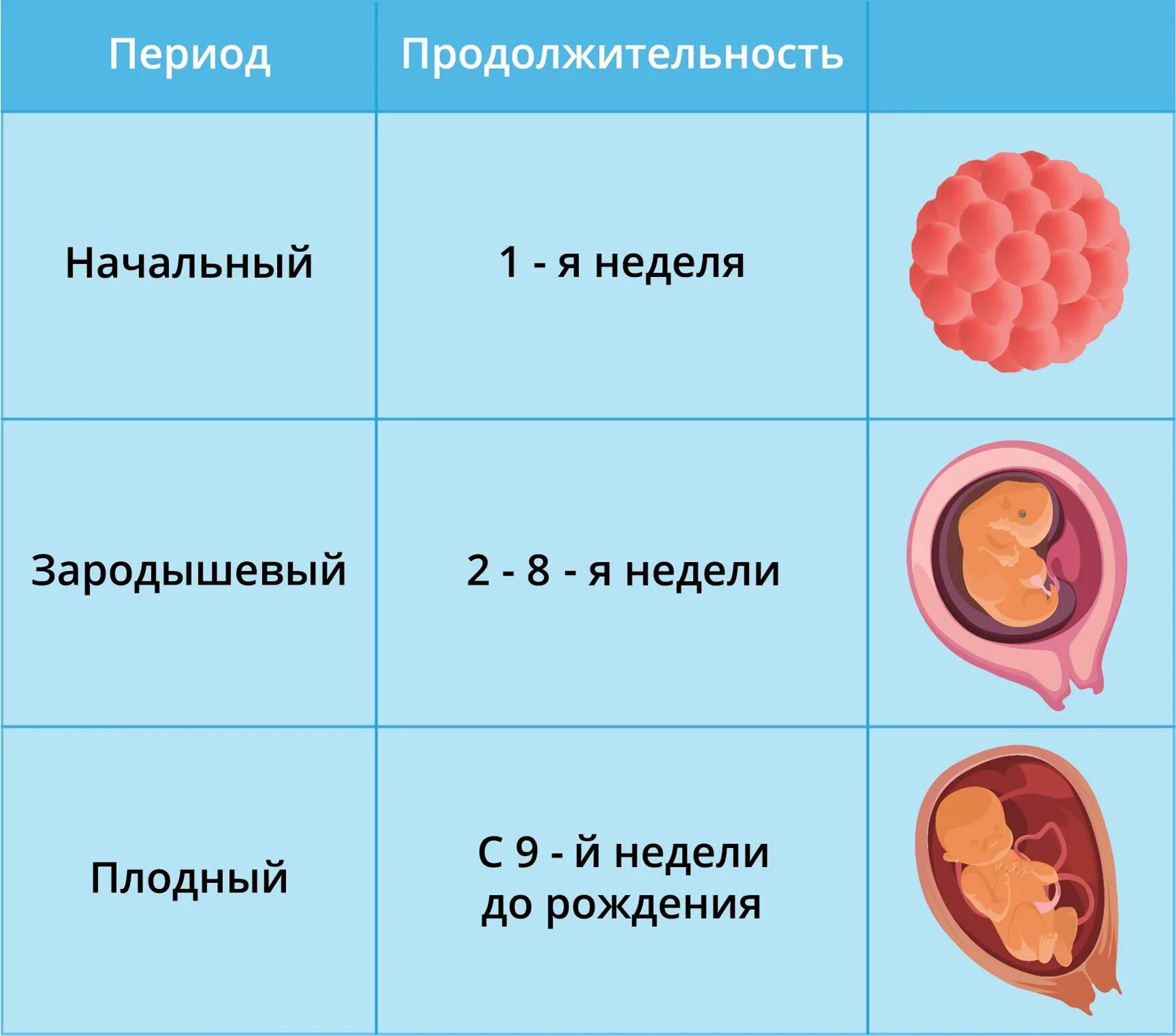 Сколько длится эмбриональный период в сутках. Периоды эмбрионального развития человека таблица. эмбриональное развитие человека таблица по периодам. основные этапы эмбрионального периода развития. основные периоды развития зародыша.
