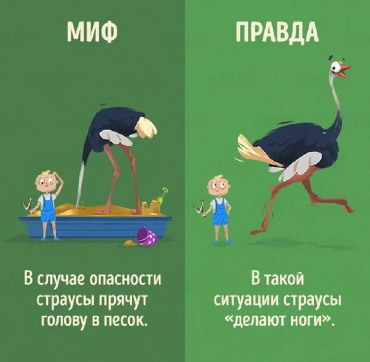 Мифы о животных. Миф правда. миф и правда о животных. правда или миф о животных. мифы и реальность про животных.