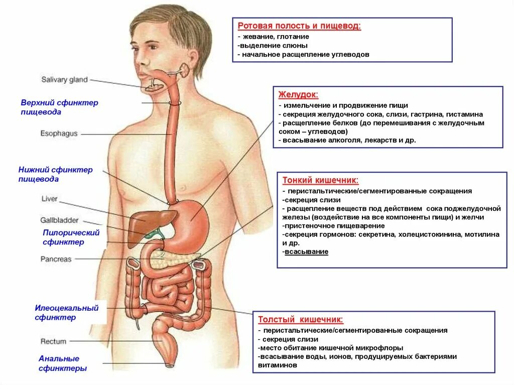 Какие вещества расщепляются слюной