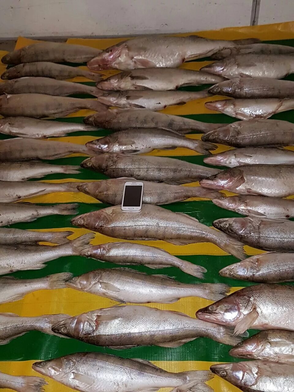 Судак 2 кг. Судак размеры. Судак размеры. Обыкновенный судак. Судак размеры.