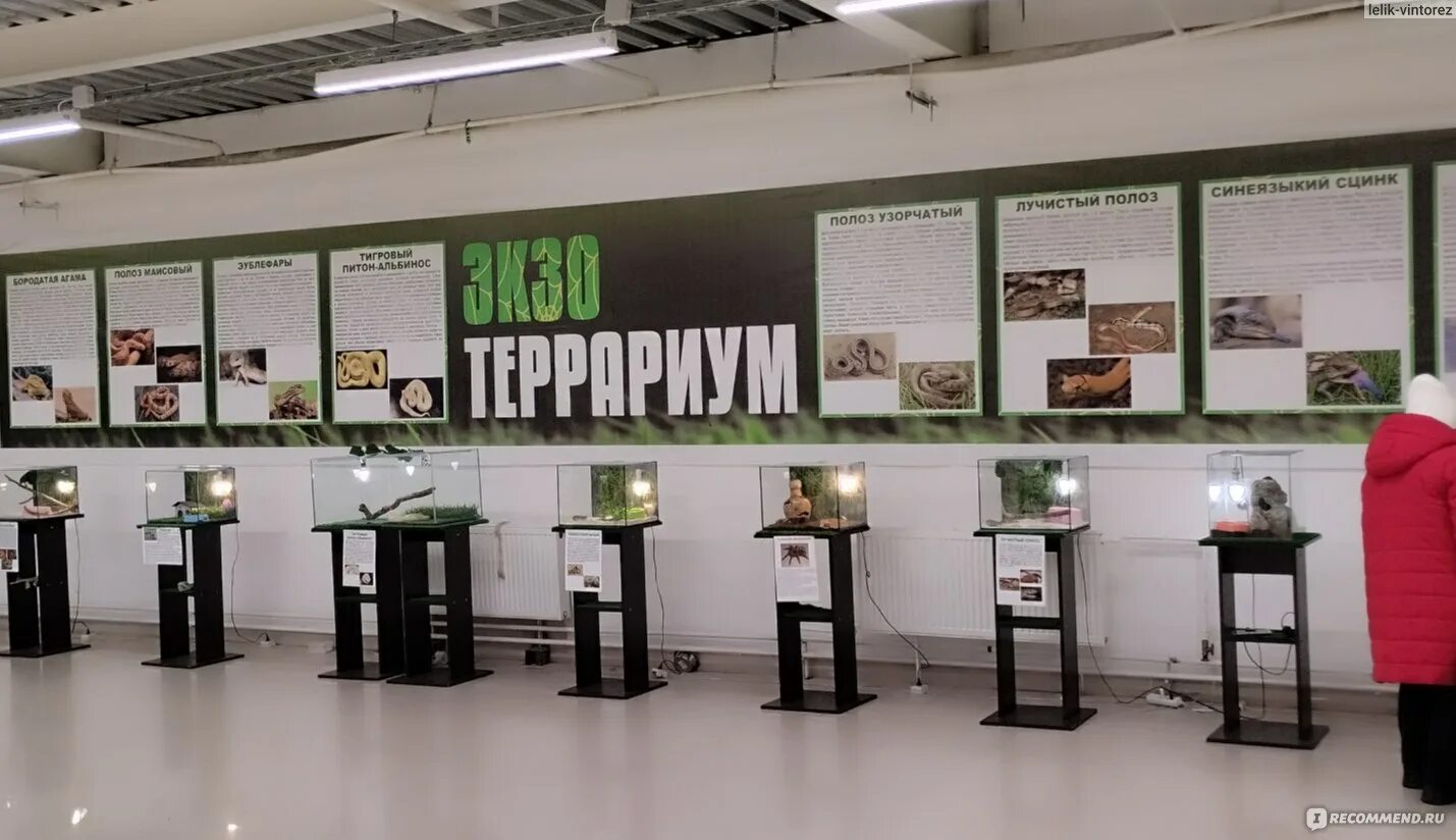 Выставки ижевск август 2025. Выставка пауков ижевск. пауки ижевск выставка. пауки ижевск выставка мой порт. мой порт пауков ижевск выставка.