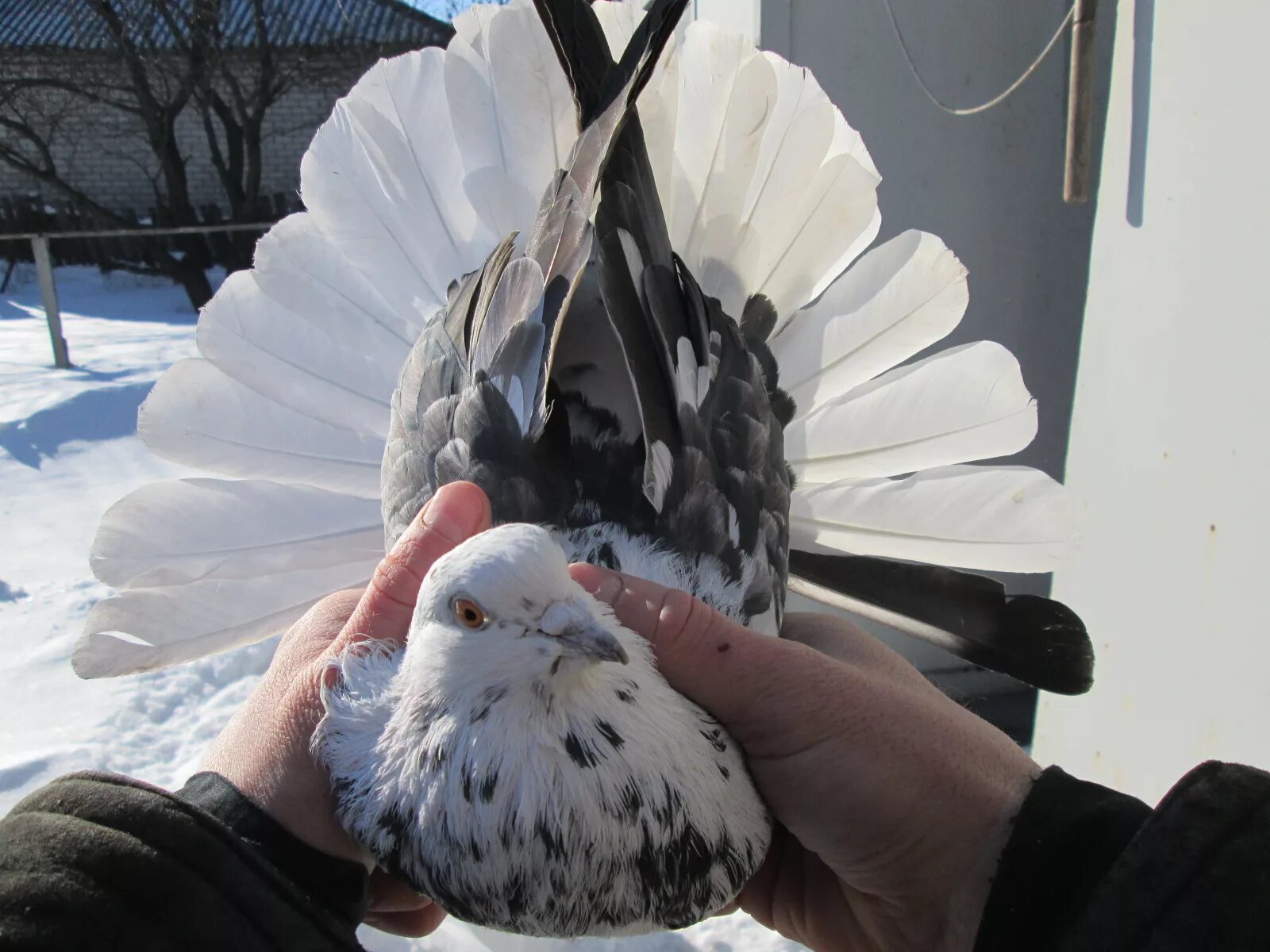 голуби николаевские белые. николаевские белые голуби фото. куплю белых голубей николаевских. белые николаевские голуби. голуби николаевские белые.